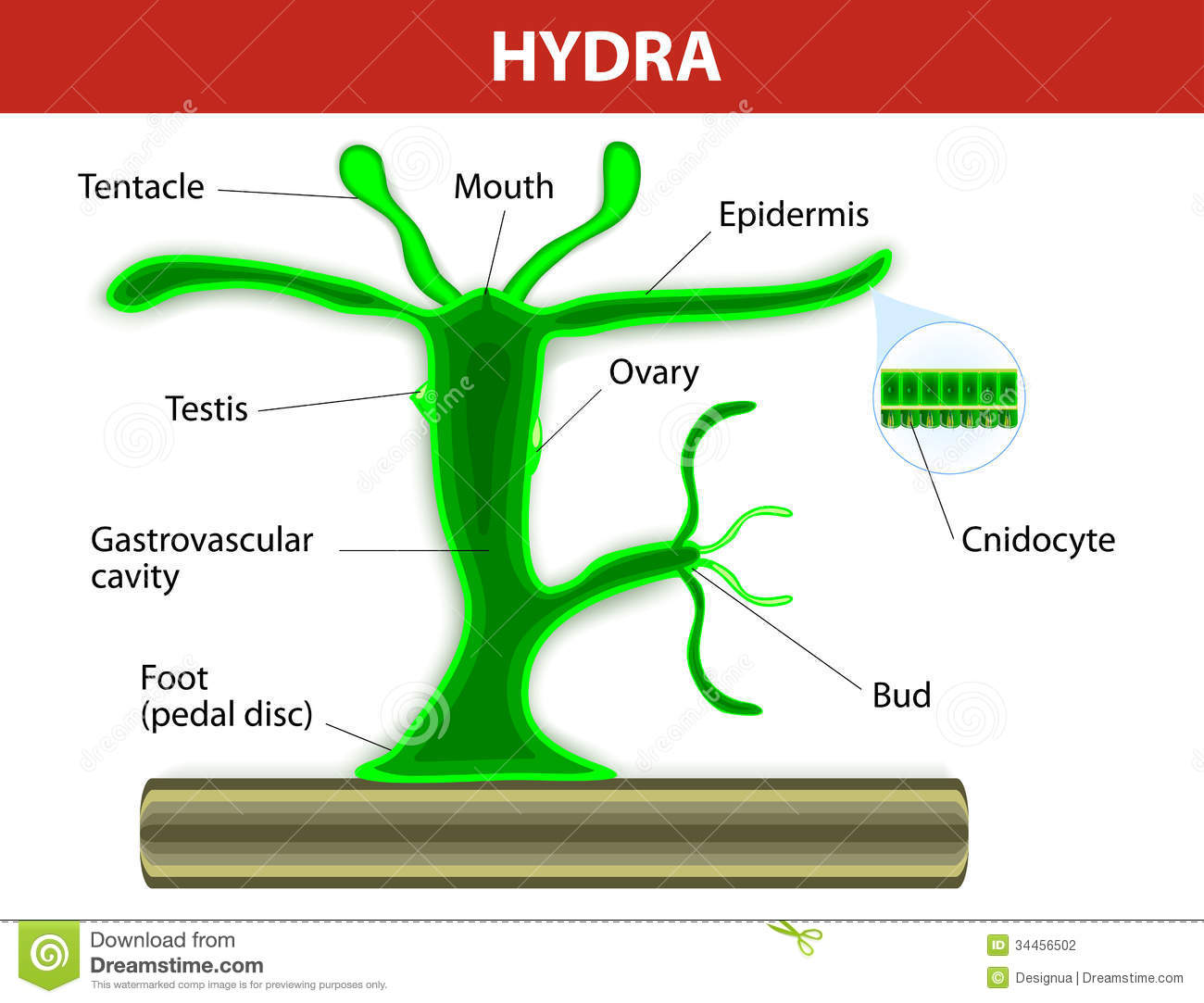 Hydra kraken