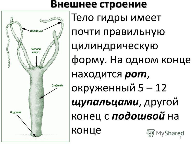 Кракен дарк шоп